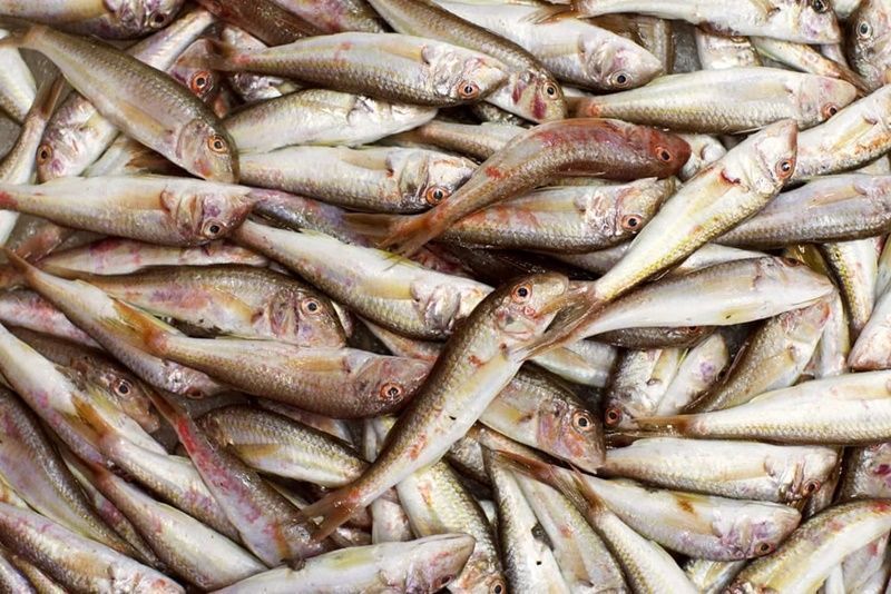 Un estudio revela que los salmonetes procedentes del área pesquera de Levante no contienen larvas de anisakis